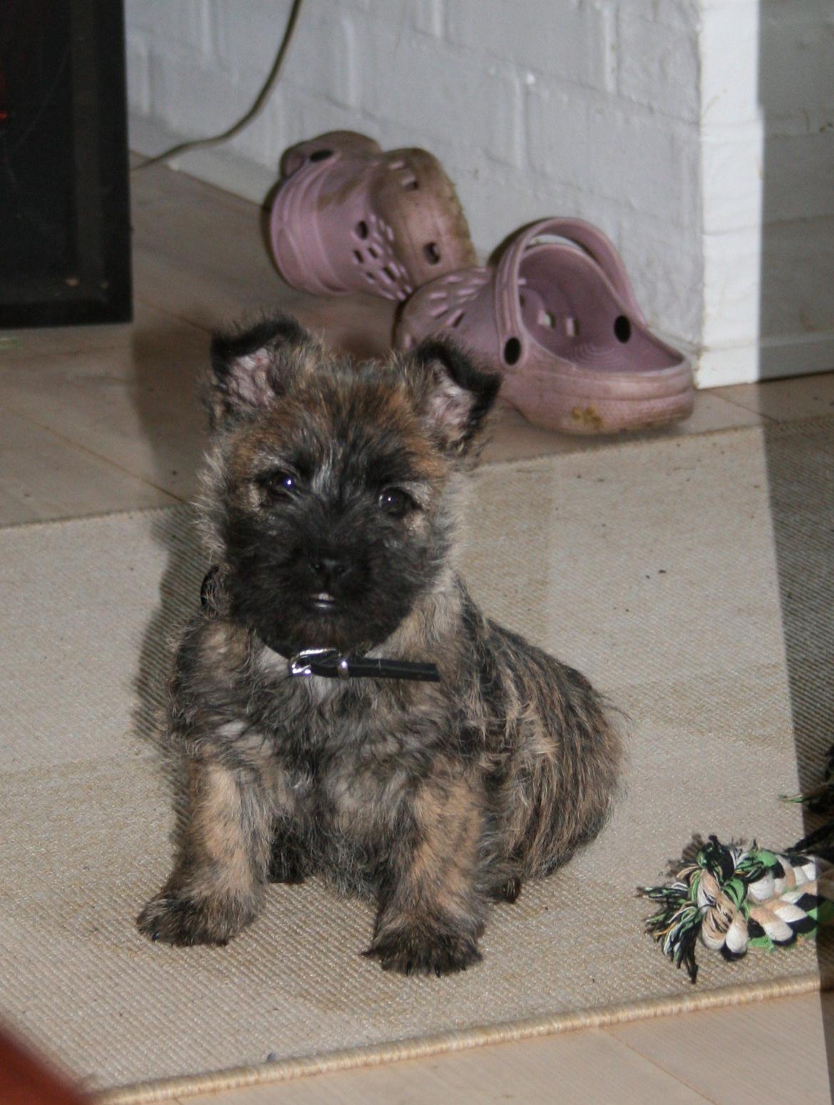 Cairn terrier Ludvig billede 4