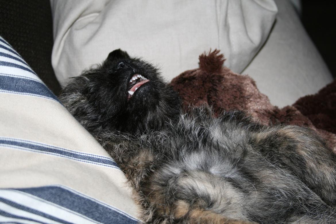 Cairn terrier Ludvig billede 5