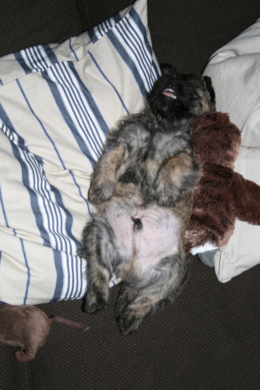 Cairn terrier Ludvig billede 6