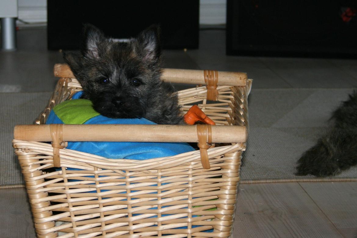 Cairn terrier Ludvig billede 7