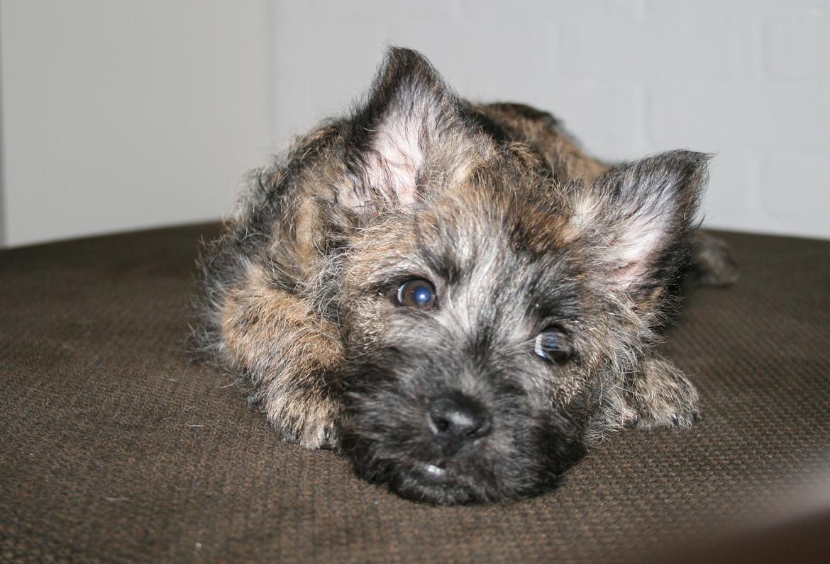 Cairn terrier Ludvig billede 8