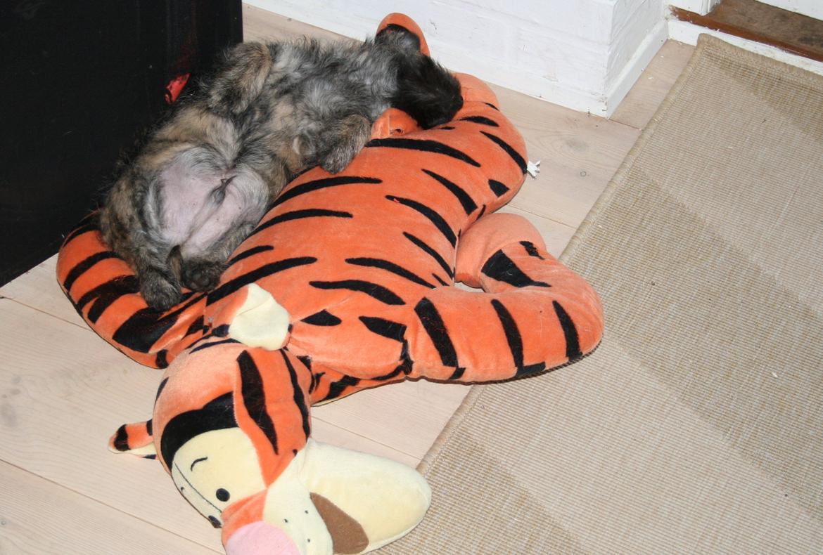 Cairn terrier Ludvig billede 9