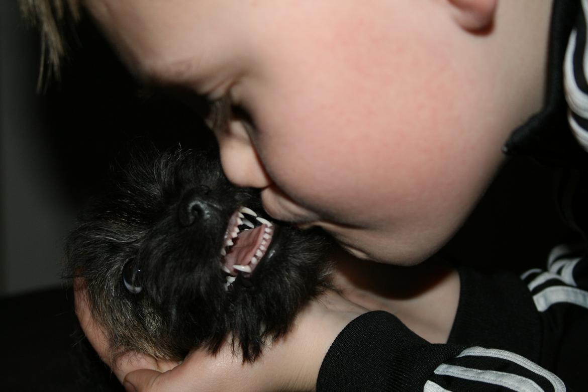 Cairn terrier Ludvig billede 10