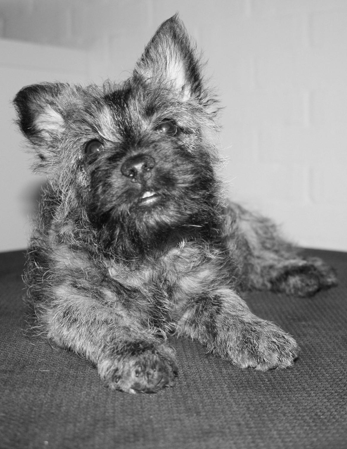 Cairn terrier Ludvig billede 11