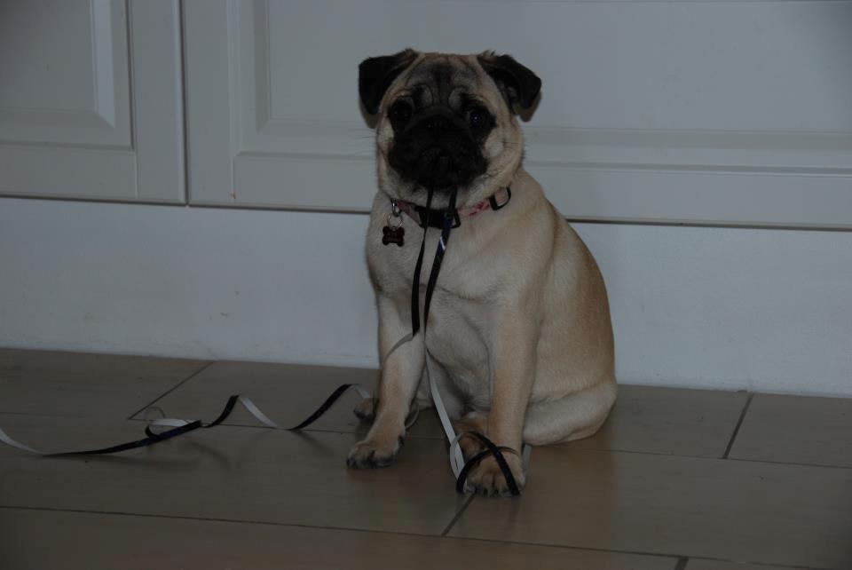 Mops Bodil - Nytårsaften 2012 billede 4