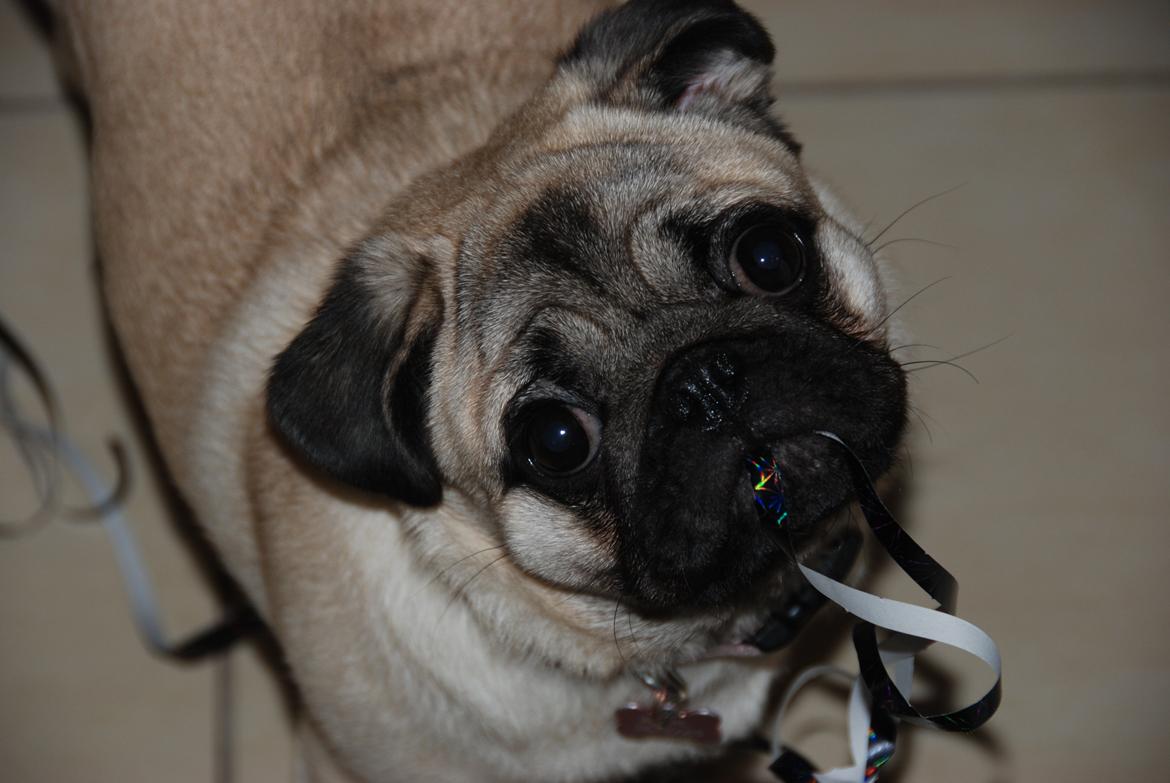 Mops Bodil - Nytårsaften 2012 billede 5