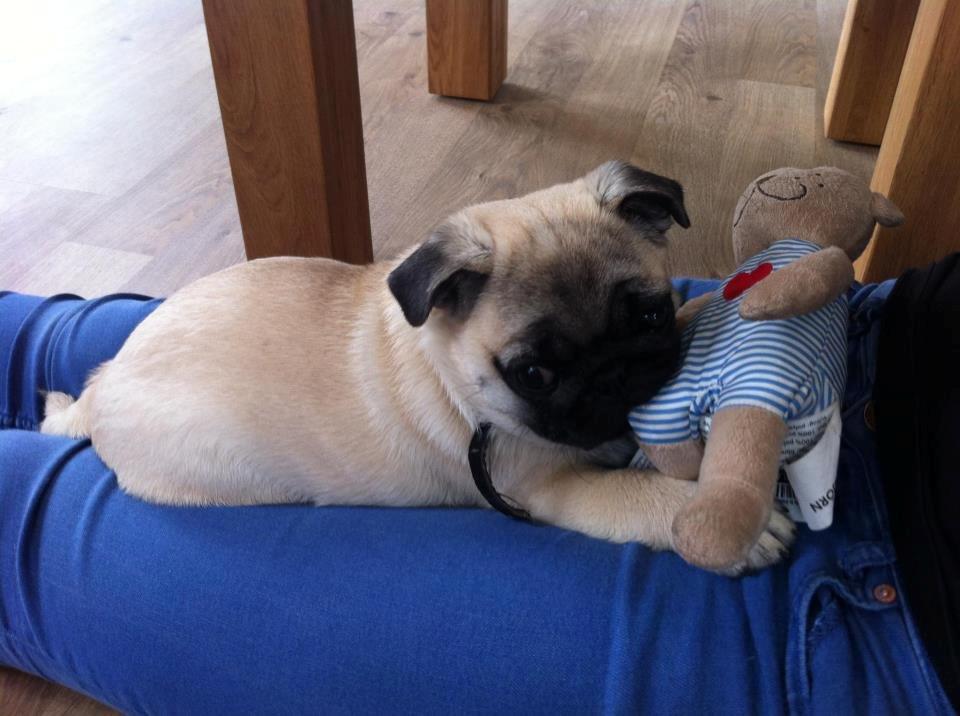 Mops Bodil billede 1