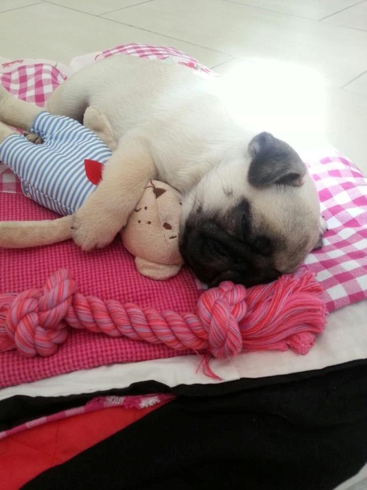 Mops Bodil - 1. dag hjemme..  8,5 uge gammel :) billede 3