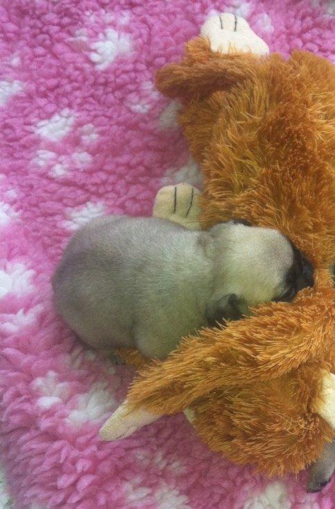 Mops Bodil - Et par uger gammel :) billede 2