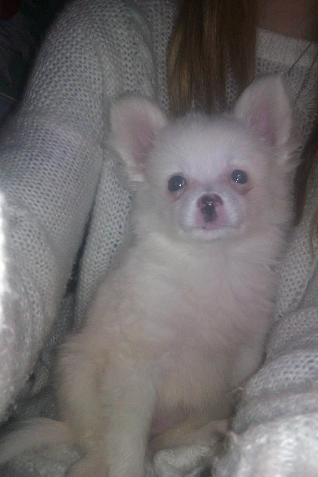 Blanding af racer Ulla billede 3