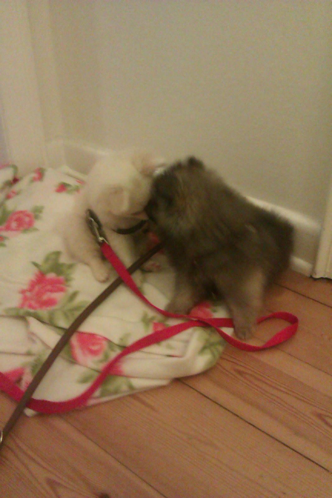 Blanding af racer Ulla billede 4