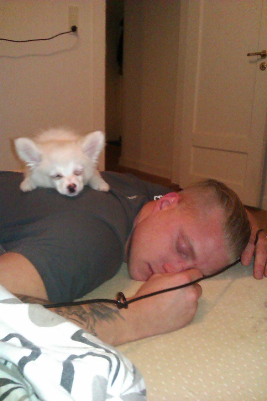 Blanding af racer Ulla billede 8