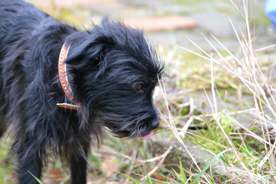 Blanding af racer Kvik <3 billede 13