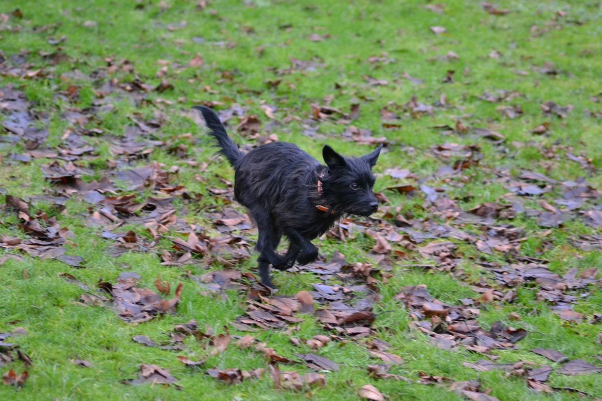 Blanding af racer Kvik <3 billede 14