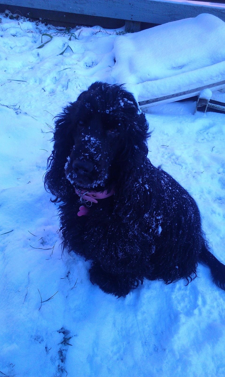 Cocker spaniel Dan-L's King's Last Prom "Snif" billede 15