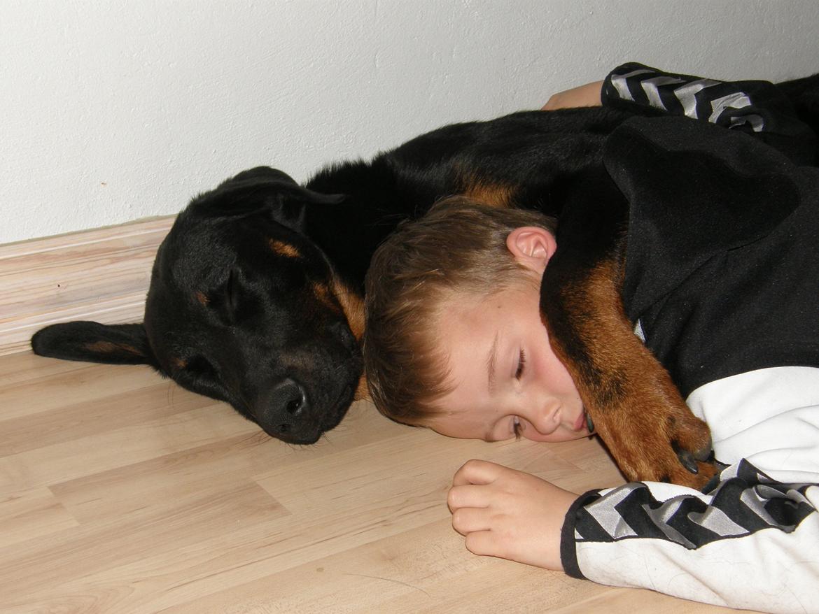 Beauceron Ace - Tid til en "nap" med Andi billede 2