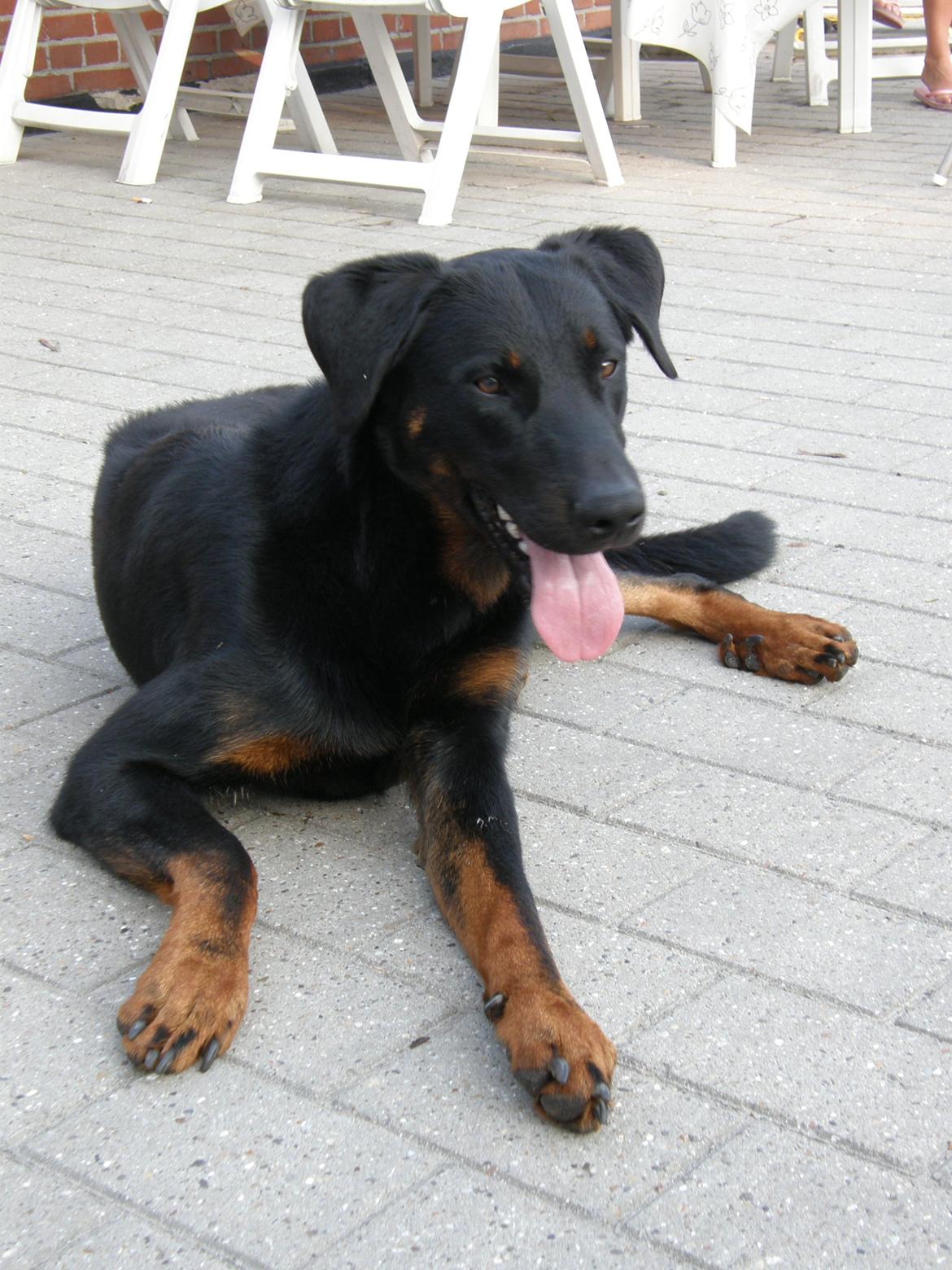 Beauceron Ace - Ace på hans ynglingsplads: Terrassen billede 1