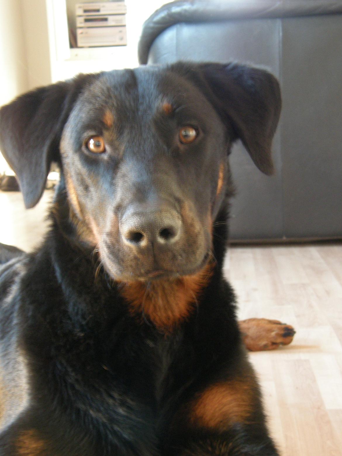 Beauceron Ace billede 6