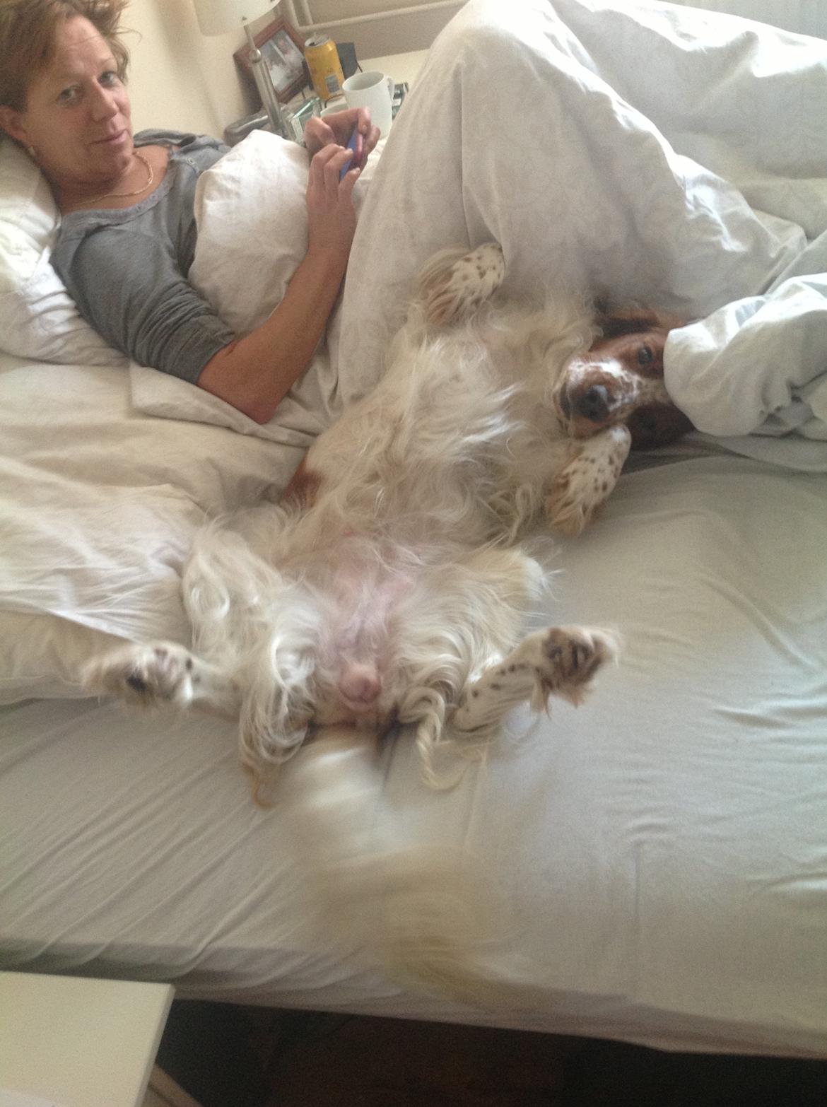 Welsh springer spaniel Flicka † billede 5