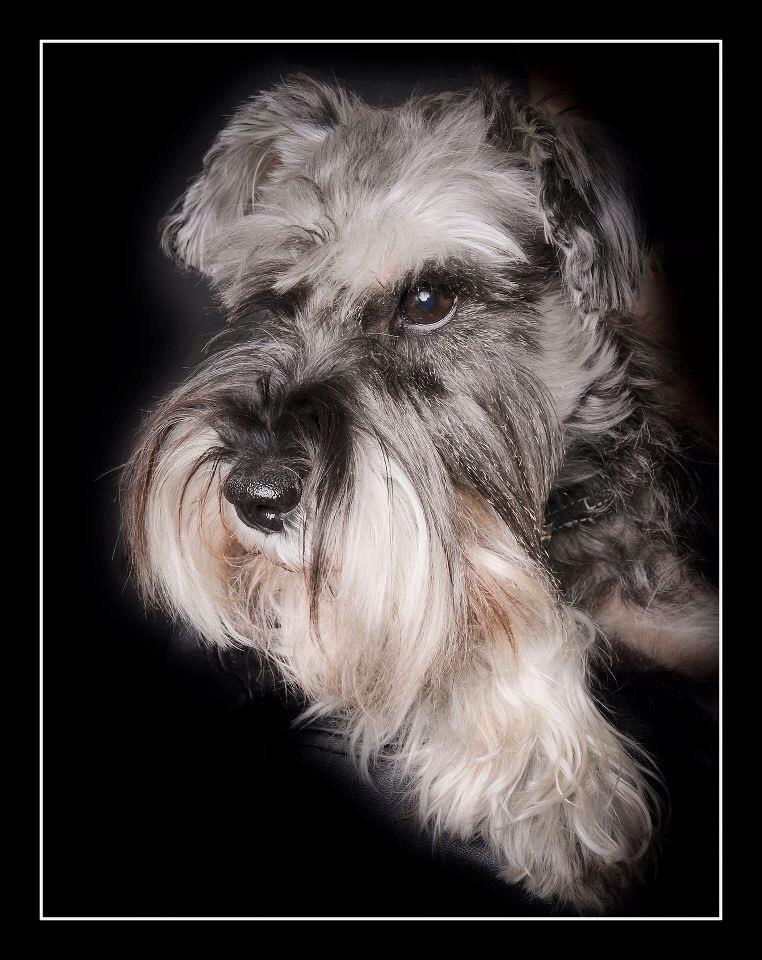 Dvaergschnauzer tulle billede 5