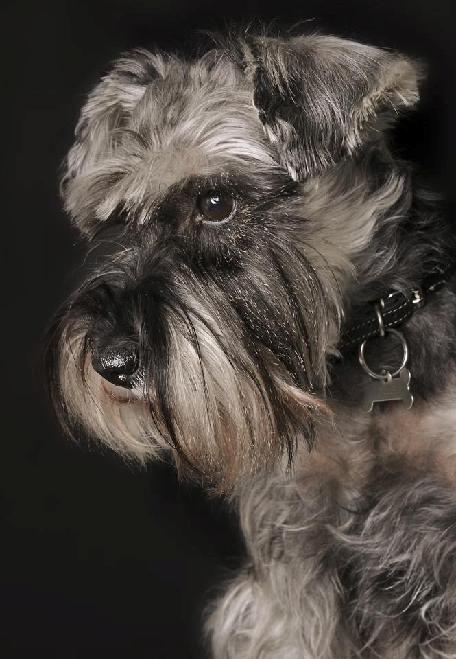 Dvaergschnauzer tulle billede 8