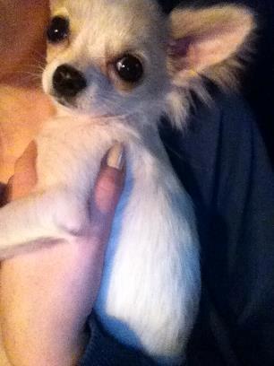 Chihuahua Cody billede 7