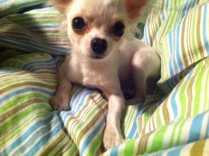 Chihuahua Cody billede 8