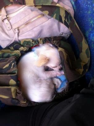 Chihuahua Cody - Tager en lur i toget:-). billede 9