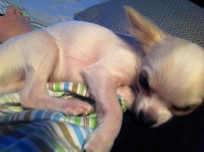 Chihuahua Cody billede 10