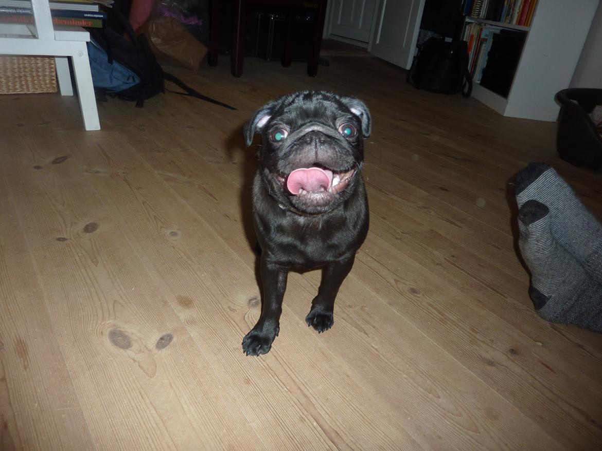 Mops Berta billede 34