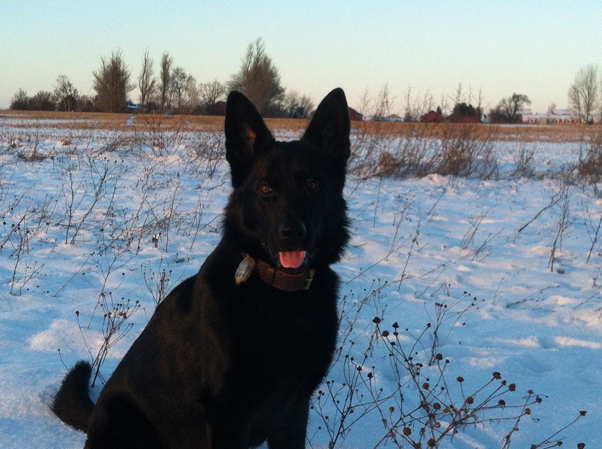 Schæferhund Nelly *AKA* Terroristen. billede 17