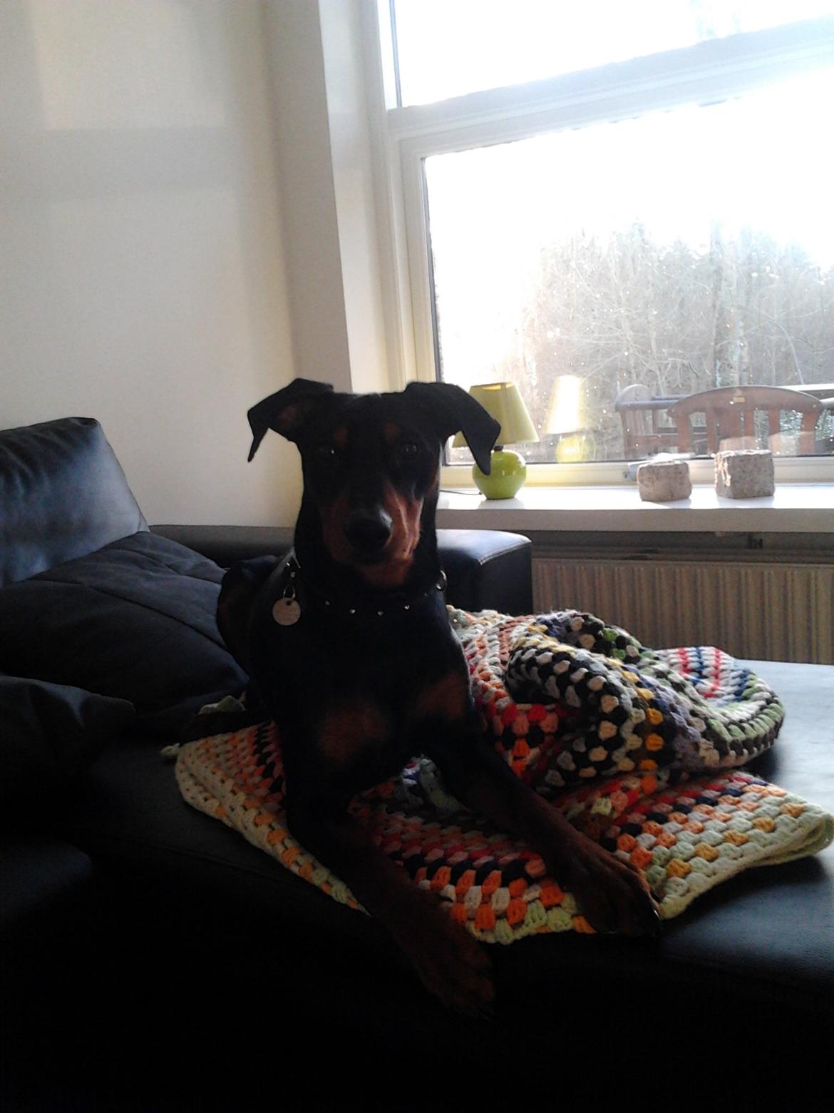 Tysk pinscher Bailey - På sin sofa billede 5