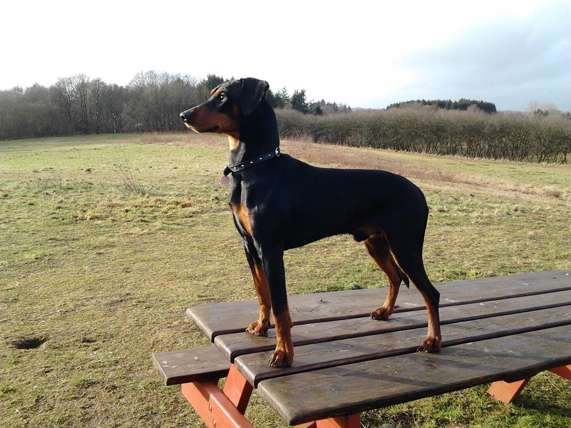 Tysk pinscher Bailey - Smuk - dét er han! billede 1