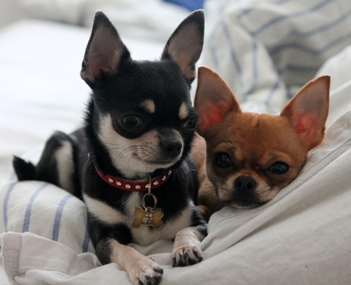 Chihuahua Chihuanas Flush of Hearts - Momo - Evee & Momo - mine to skønne piger <3 13/2 2013 billede 27