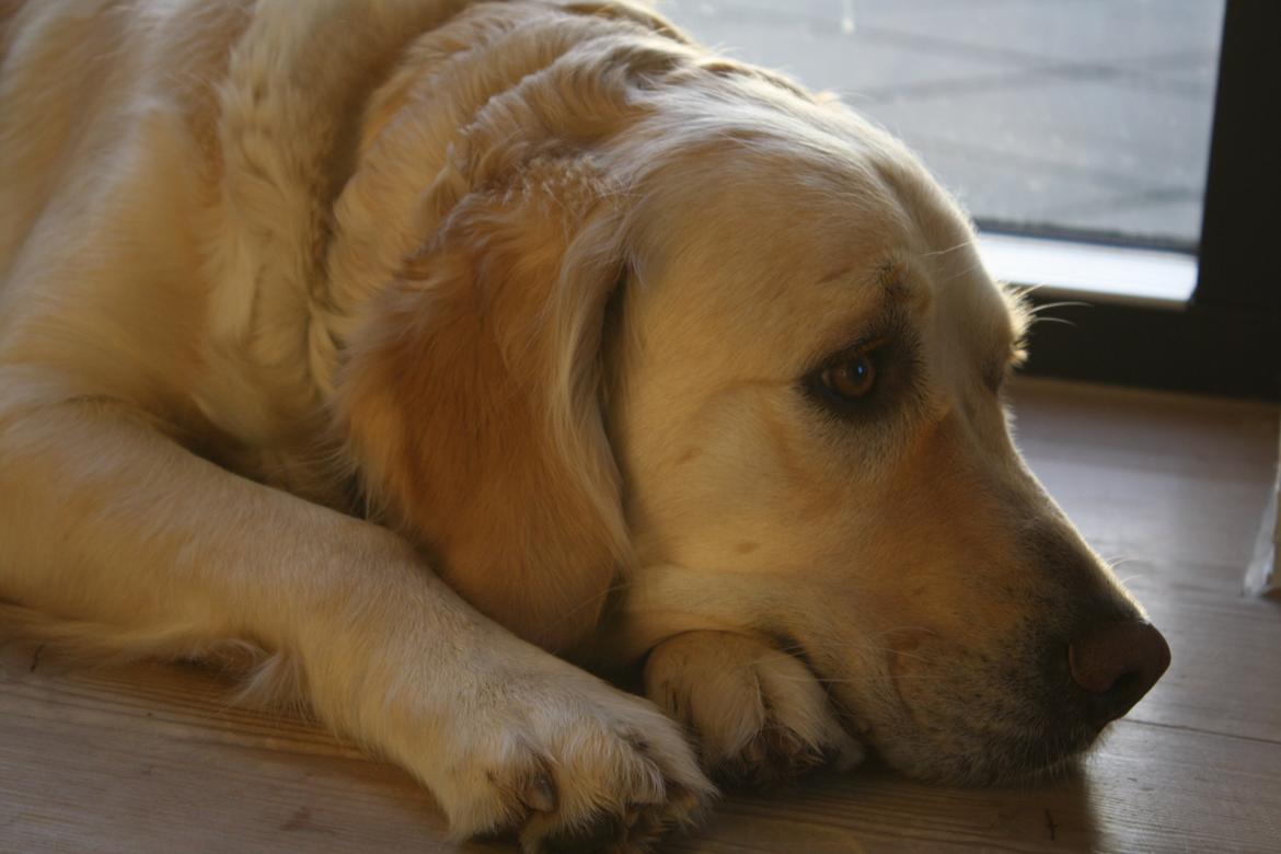 Golden retriever Tilde billede 6