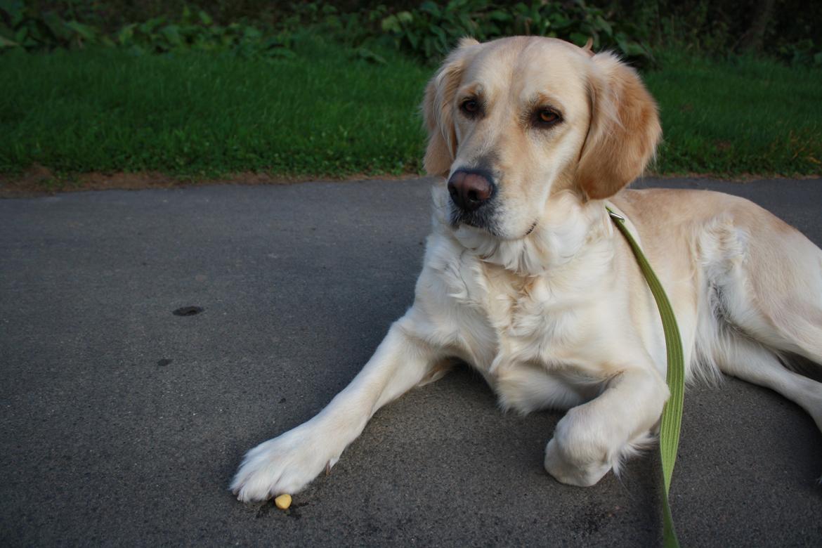 Golden retriever Tilde billede 8