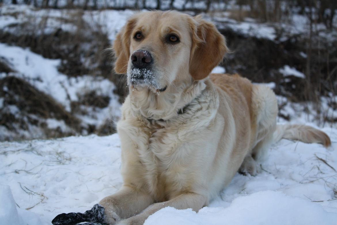 Golden retriever Tilde billede 10