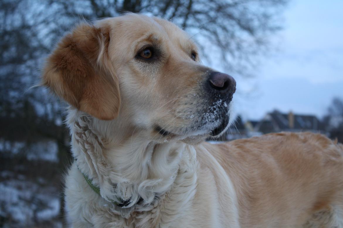 Golden retriever Tilde billede 12