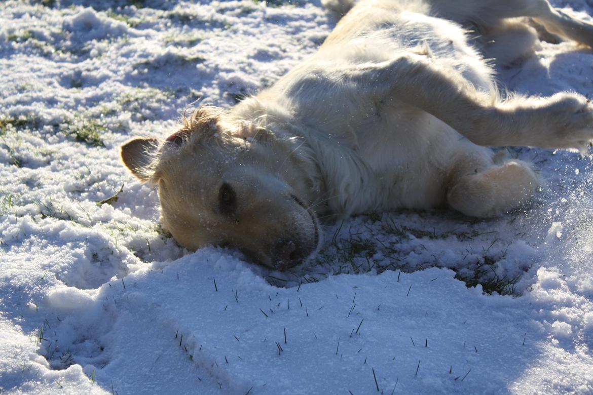 Golden retriever Tilde billede 13