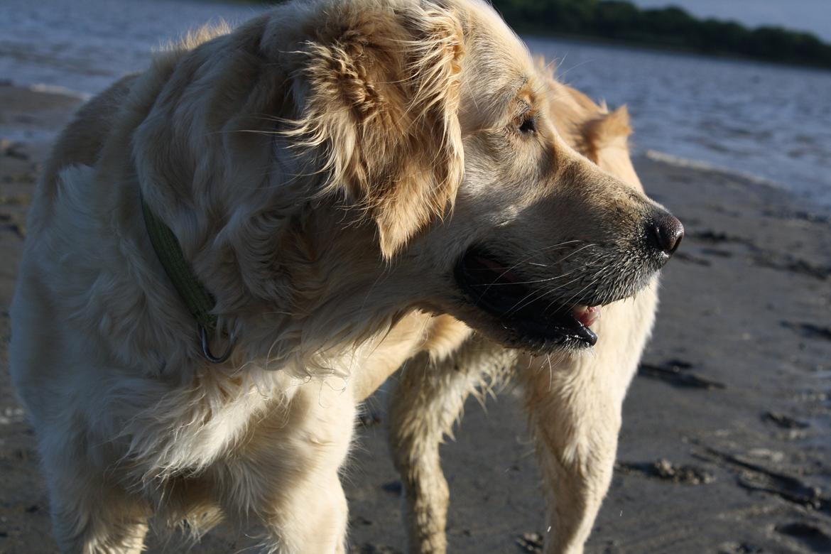 Golden retriever Tilde billede 1
