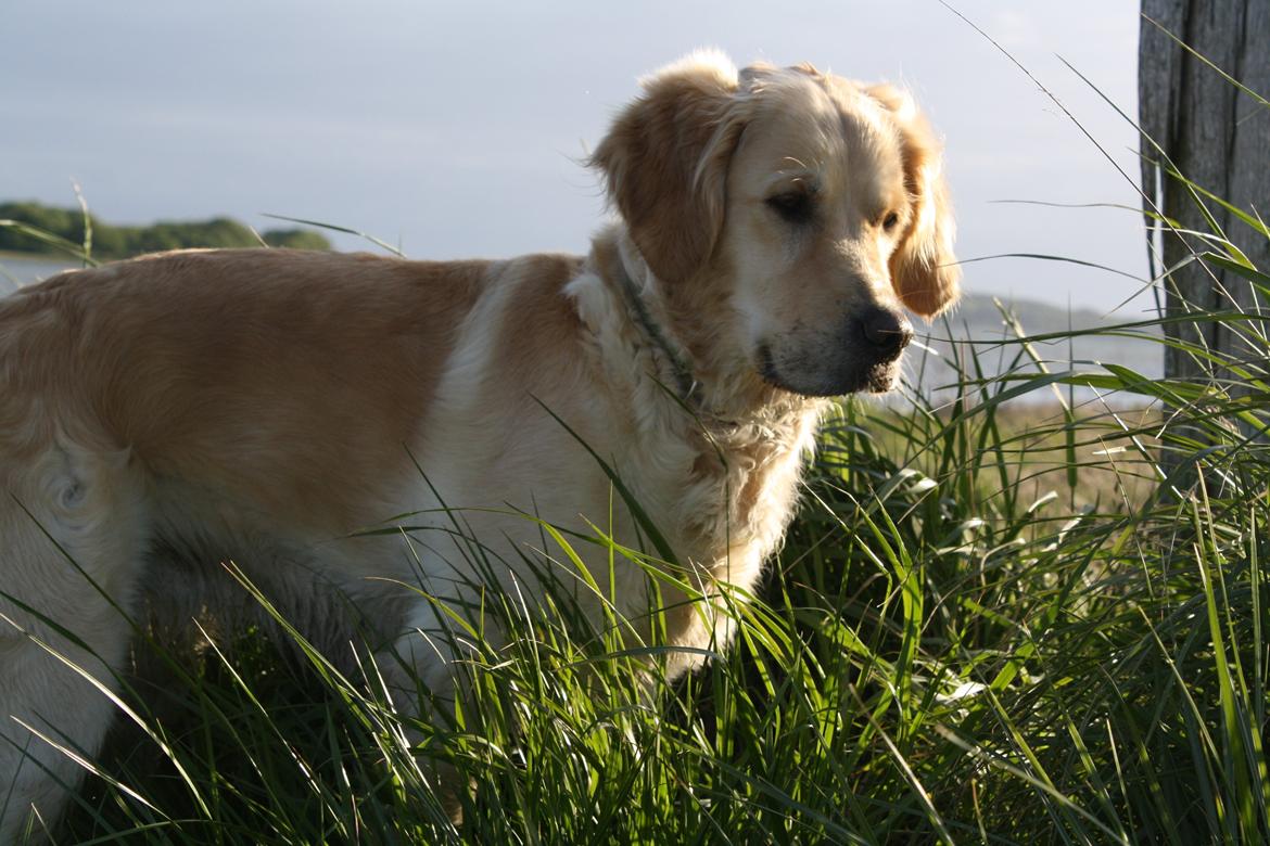 Golden retriever Tilde billede 14