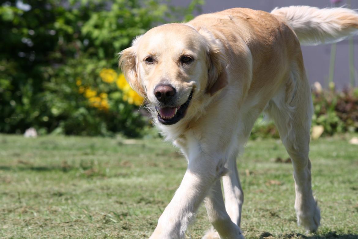 Golden retriever Tilde billede 15