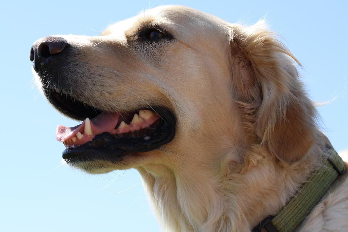 Golden retriever Tilde billede 16