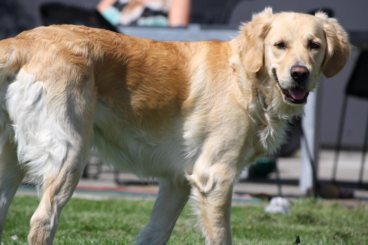 Golden retriever Tilde billede 17