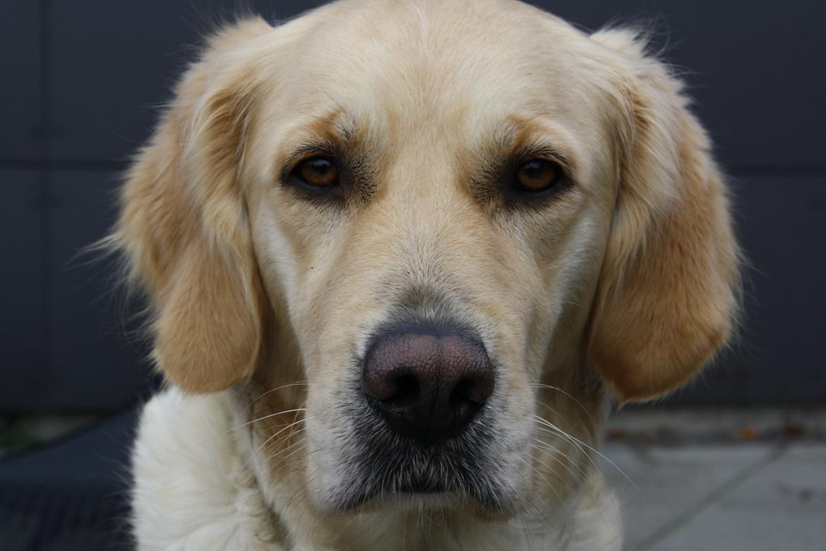 Golden retriever Tilde billede 18