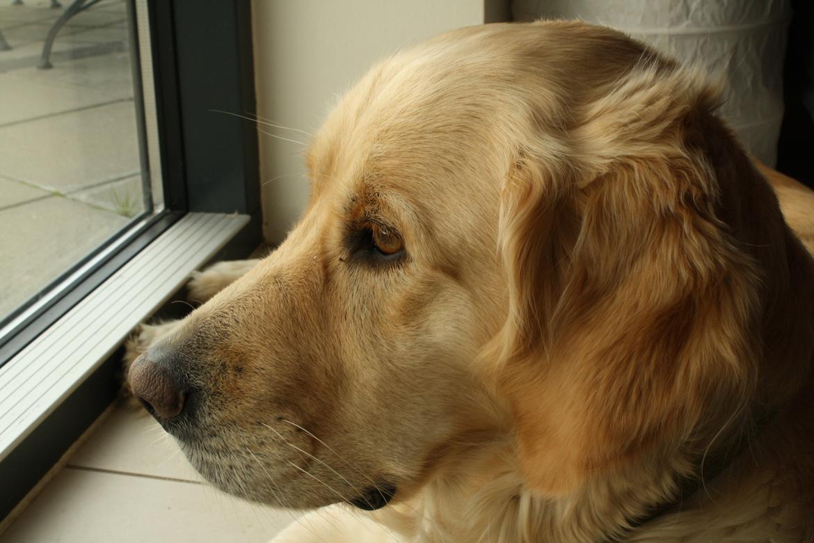 Golden retriever Tilde billede 19