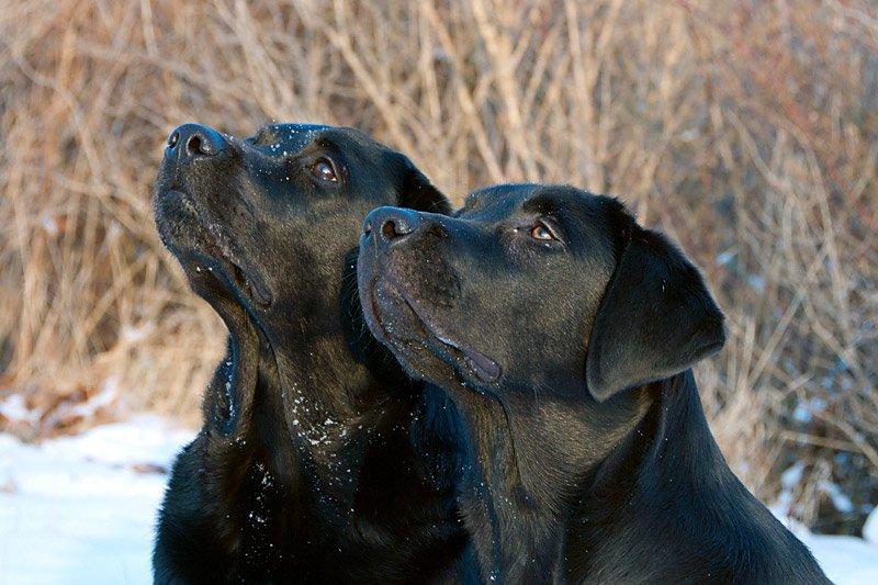 Labrador retriever Viktor (Himmelhund) billede 8