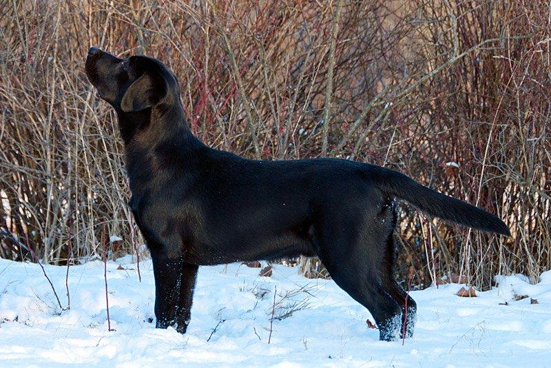 Labrador retriever Viktor (Himmelhund) billede 7