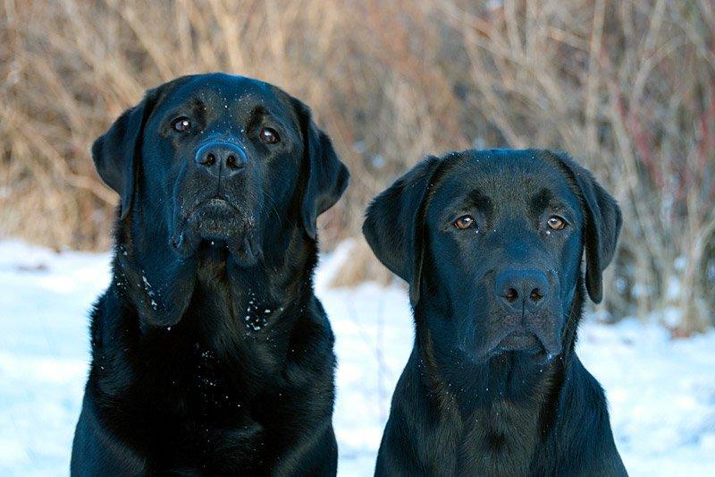 Labrador retriever Viktor (Himmelhund) billede 9