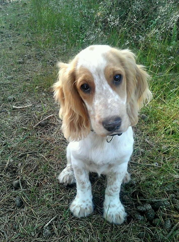 Cocker spaniel Harley - "jeg er SÅ uskyldig!" billede 1